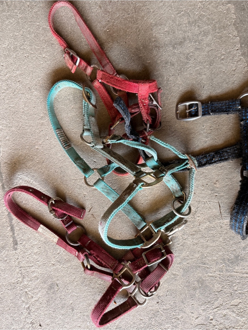 Mini Horse/ Foal Adjustable Nylon Halter Bundle